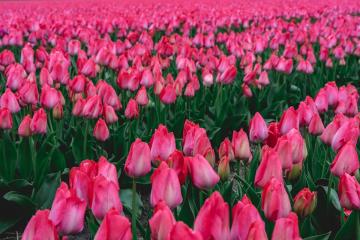 Lisse