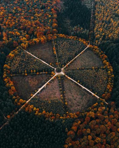 Autumn aerial view capturing converging paths in a forest in Utrecht, Netherlands.