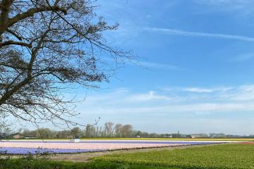 Beautiful spring scene in Lisse, Netherlands featuring colorful flower fields and a tranquil river.