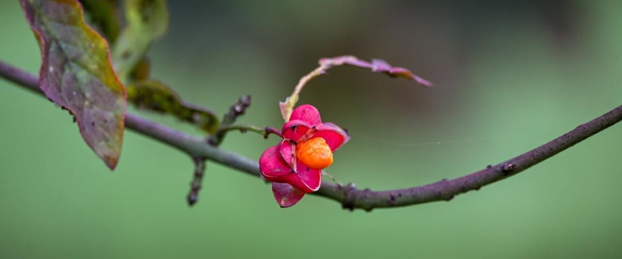 Vibrant Euonymus europaeus fruit on branch in Sittard, Netherlands, showcasing autumn colors.