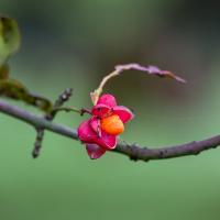 Vibrant Euonymus europaeus fruit on branch in Sittard, Netherlands, showcasing autumn colors.