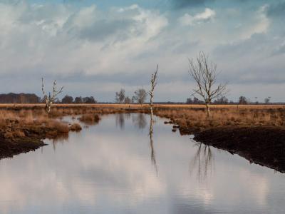 Peaceful moorland vista with a reflective lake, bare trees, and dramatic clouds in Drenthe, Netherlands.