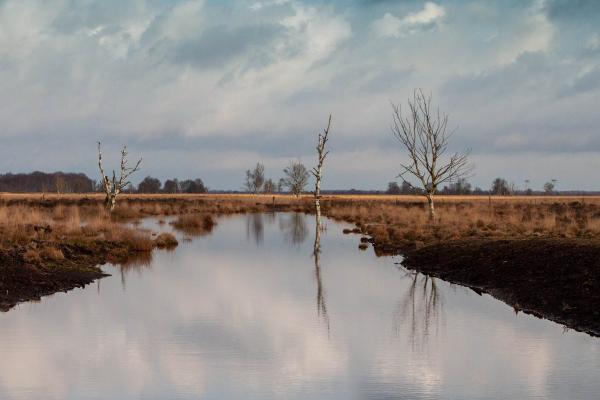 Peaceful moorland vista with a reflective lake, bare trees, and dramatic clouds in Drenthe, Netherlands.
