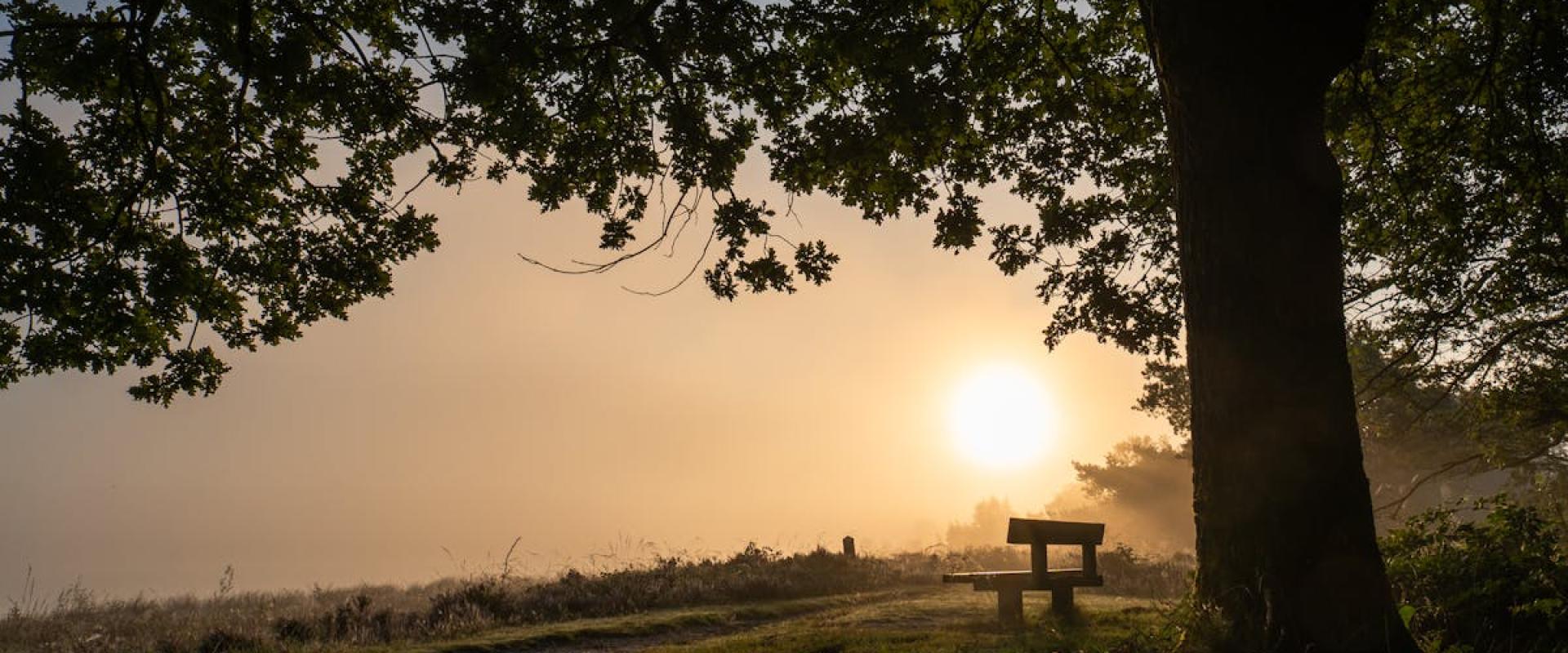 Dwingelderveld
