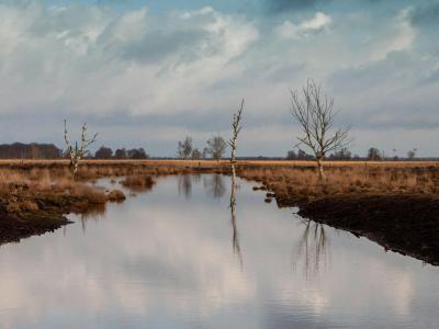 Peaceful moorland vista with a reflective lake, bare trees, and dramatic clouds in Drenthe, Netherlands.