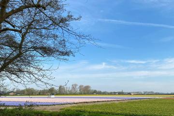 Beautiful spring scene in Lisse, Netherlands featuring colorful flower fields and a tranquil river.