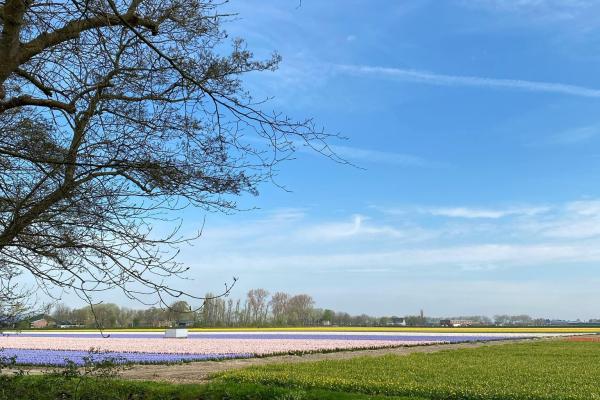 Flower Fields