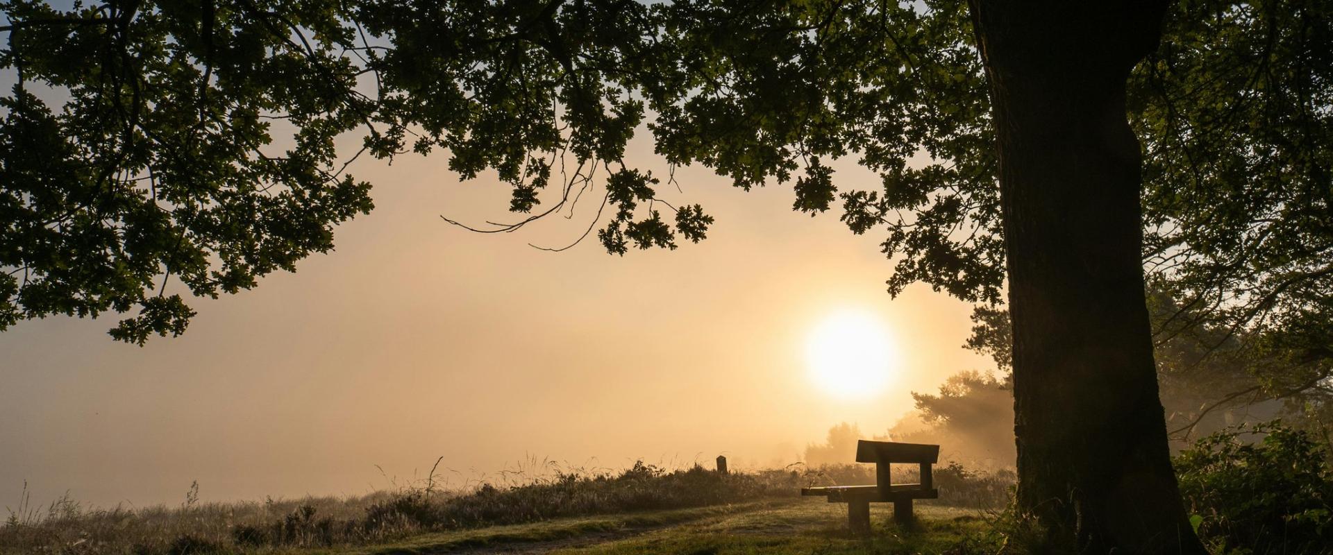Dwingelderveld