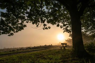 Dwingelderveld