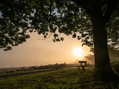 Dwingelderveld