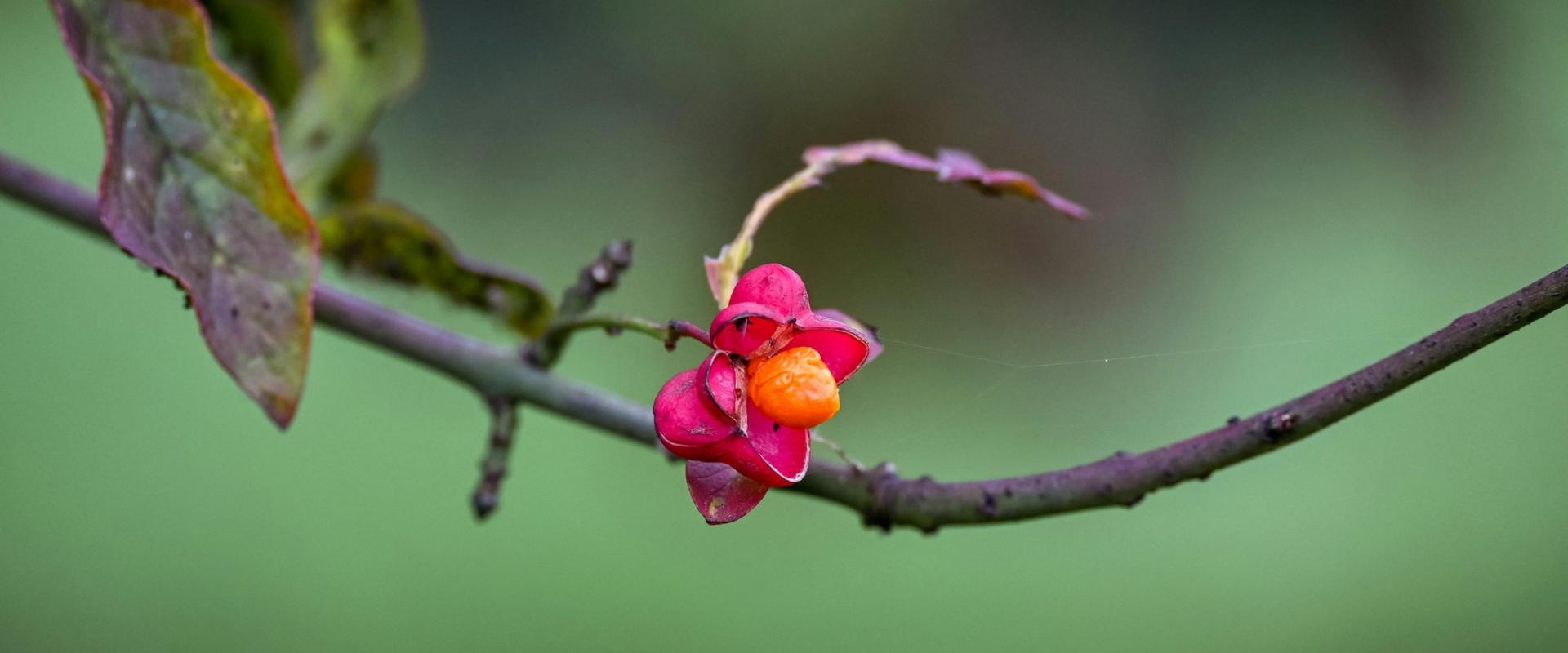Autumn Markets in Tiel