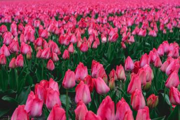 Lisse