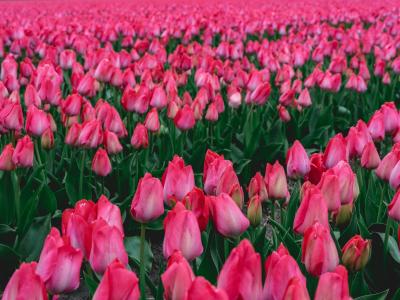 Lisse