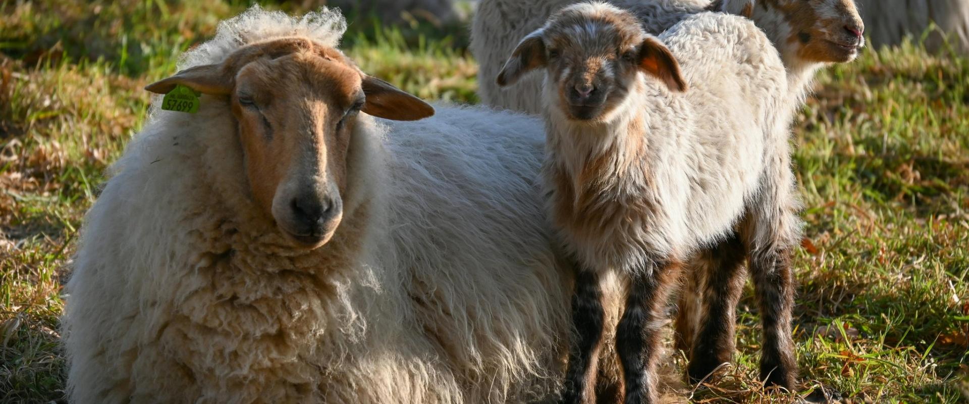 A peaceful scene of sheep and lambs in a sunlit field in Sittard, Limburg, Netherlands.