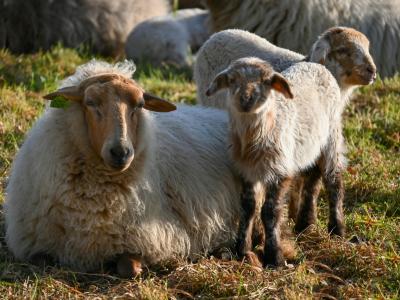 A peaceful scene of sheep and lambs in a sunlit field in Sittard, Limburg, Netherlands.