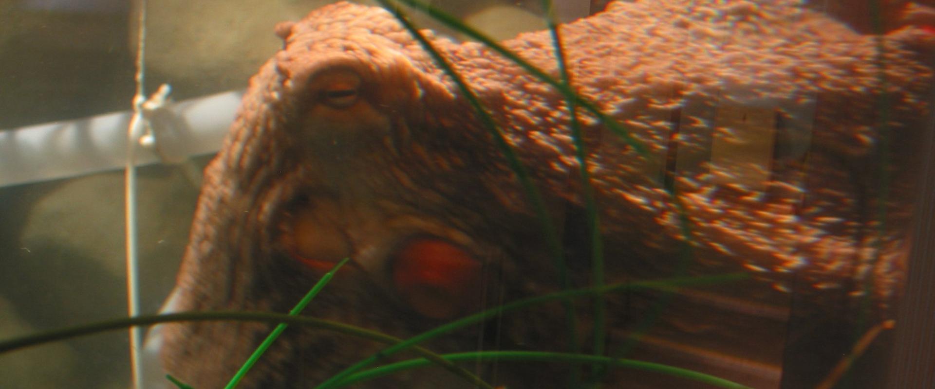 Sea Life Scheveningen