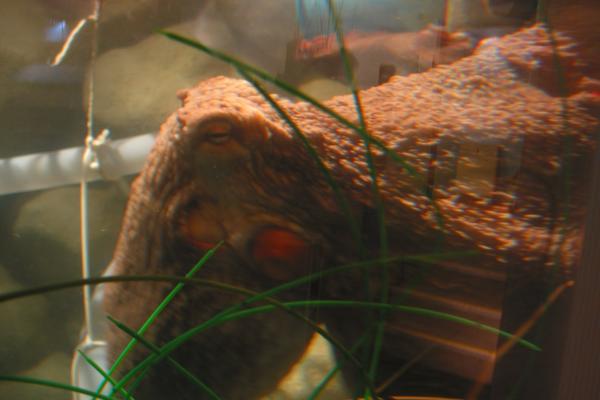 Sea Life Scheveningen