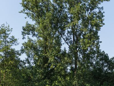 Exploring the Terpen Trails