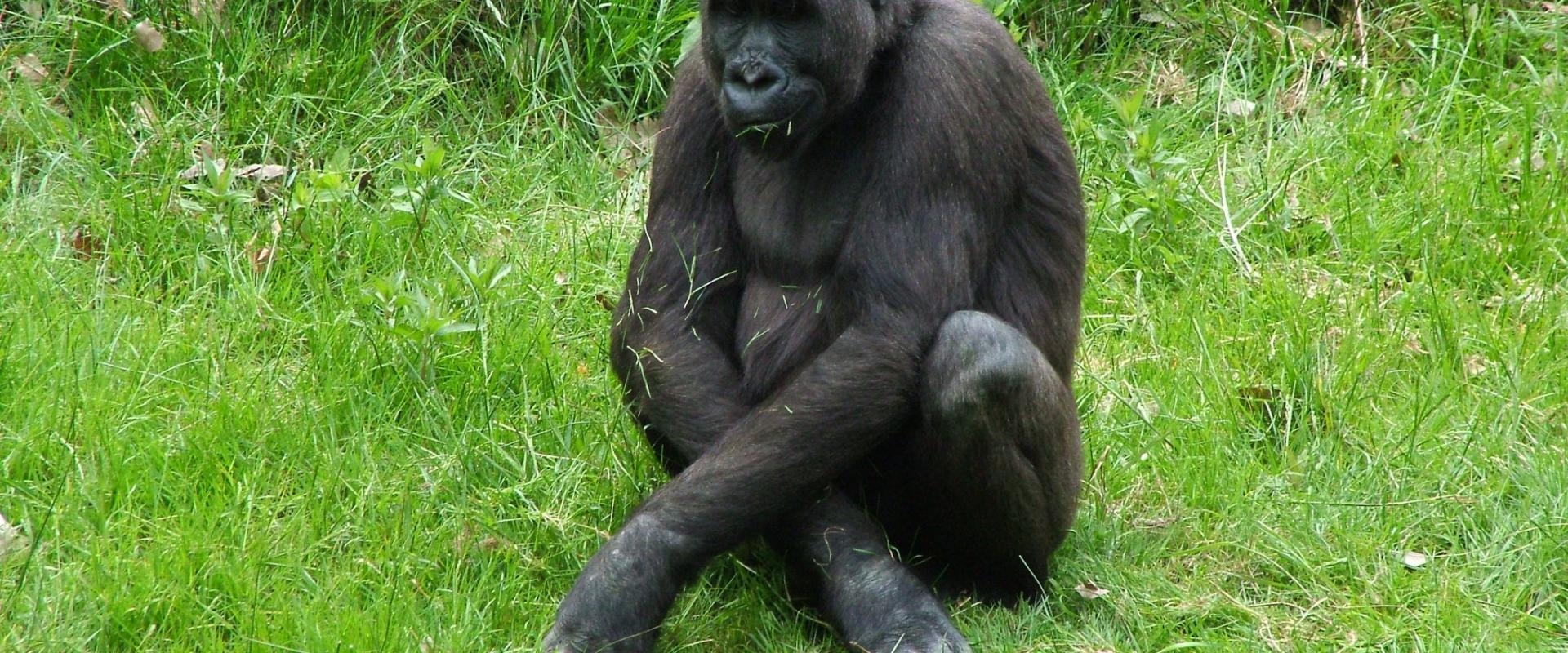 Apenheul Zoo on a Budget