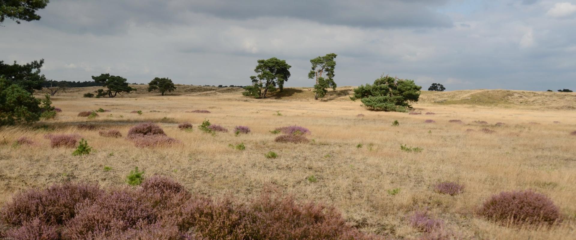 Beautiful biking at Hoge Veluwe at saturday 15 September 2012 - panoramio