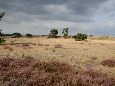 Beautiful biking at Hoge Veluwe at saturday 15 September 2012 - panoramio