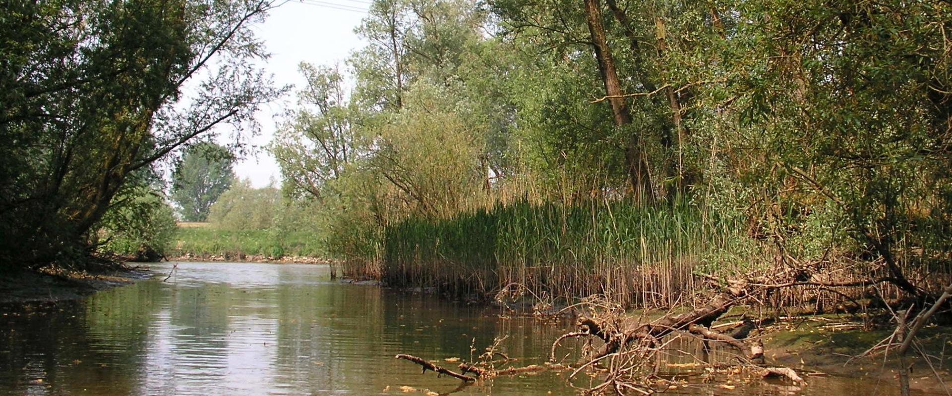 Biesbosch 1