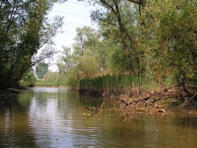 Biesbosch 1