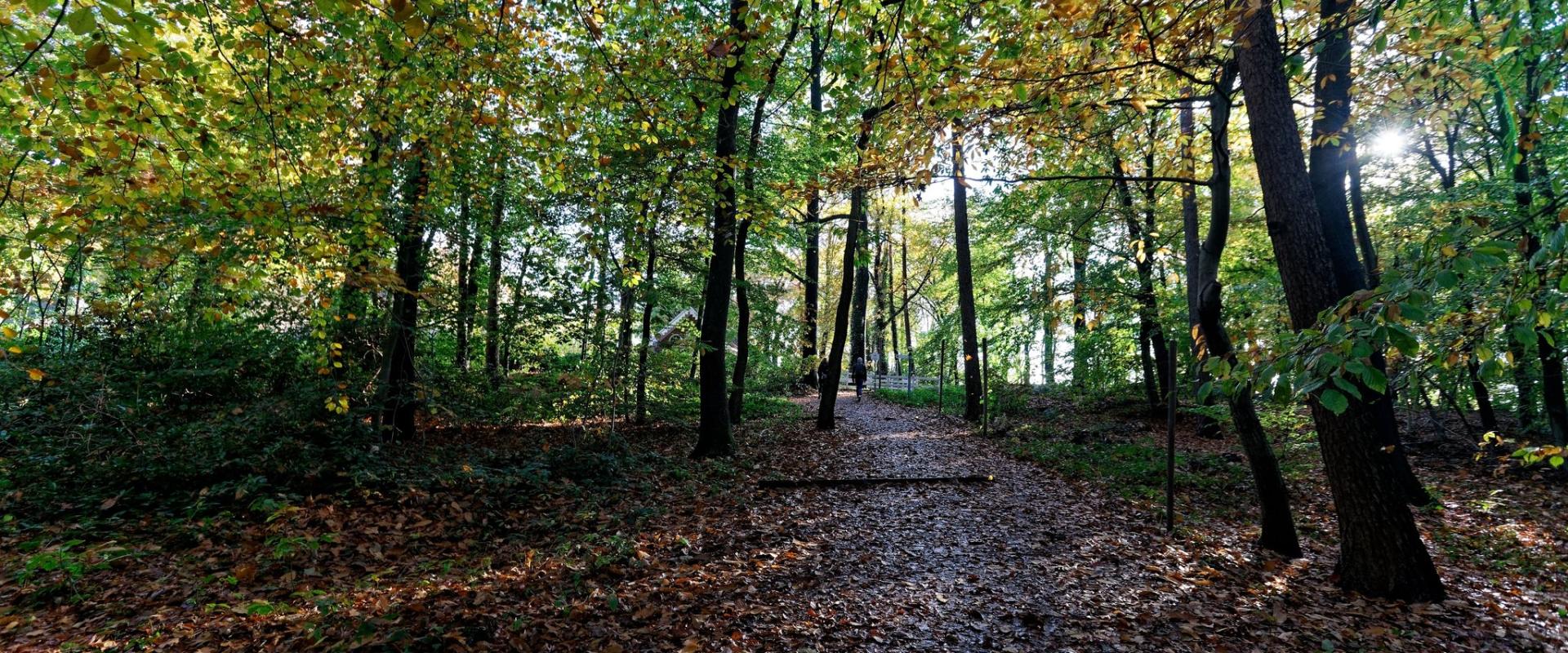 Autumn Colors in Dutch Forests