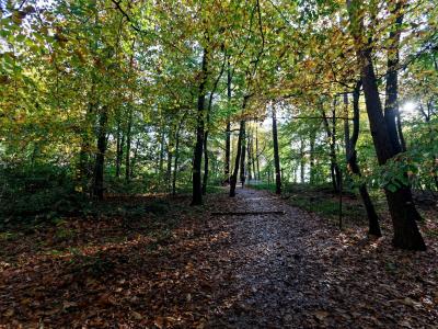 Autumn Colors in Dutch Forests