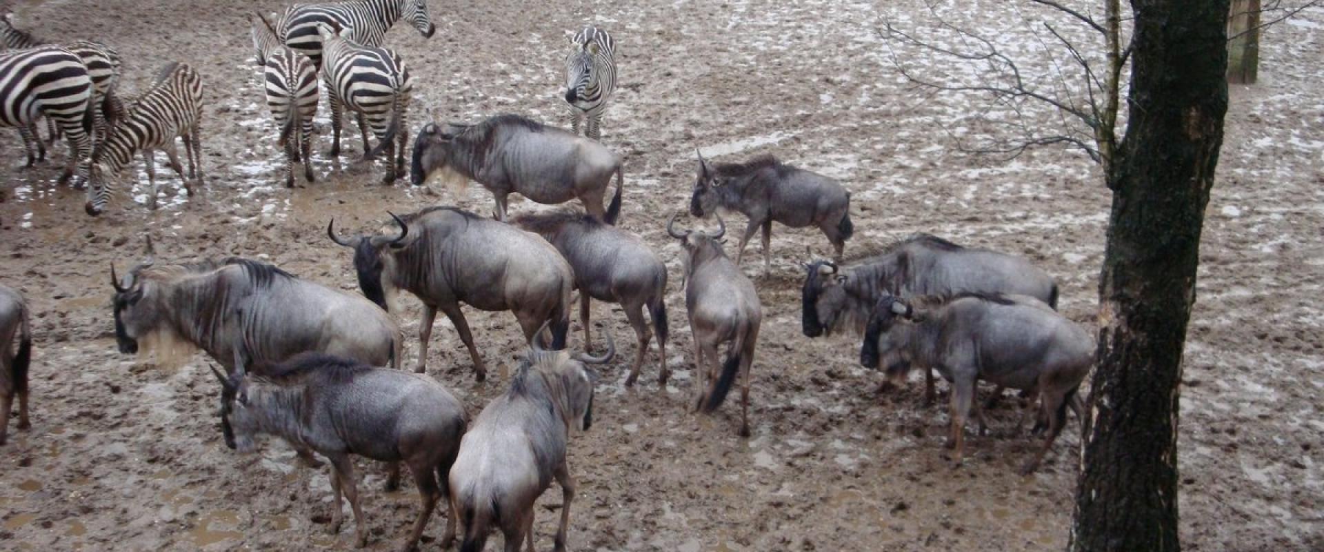 Burgers' Zoo