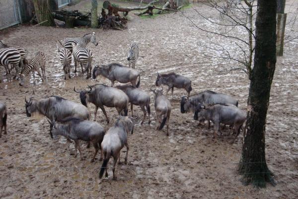 Burgers' Zoo