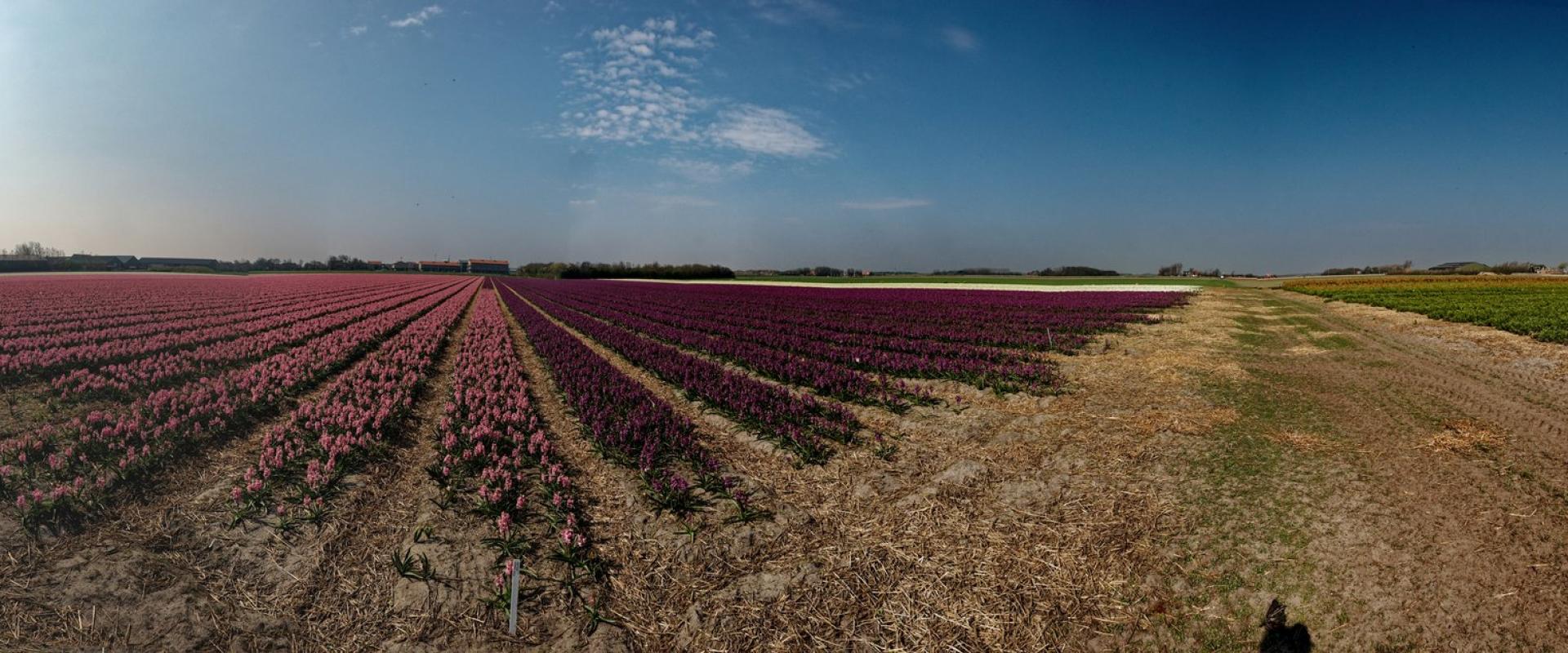 Hyacinth Fields (around Lisse)