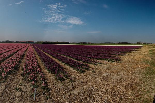 Hyacinth Fields (around Lisse)