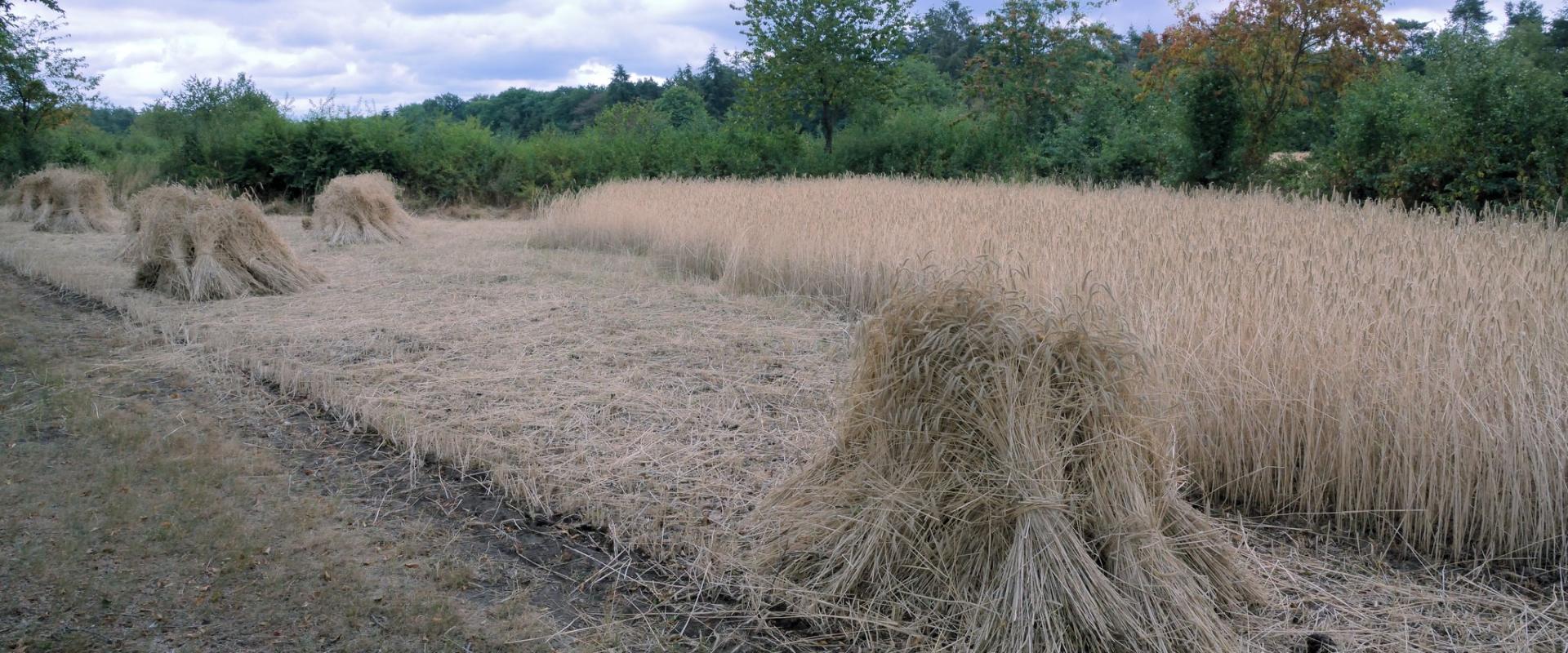 Celtic Fields
