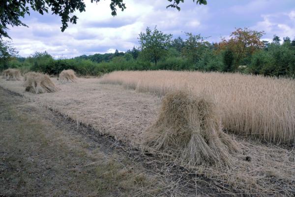 Celtic Fields