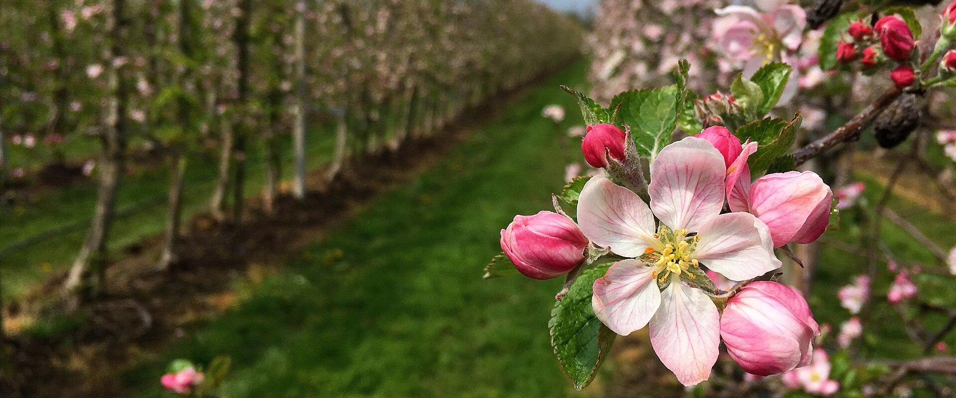 A close-up view of pink and white apple blossoms on a tree branch in the foreground, with rows of similar fruit trees in an orchard extending into the background under a cloudy sky.