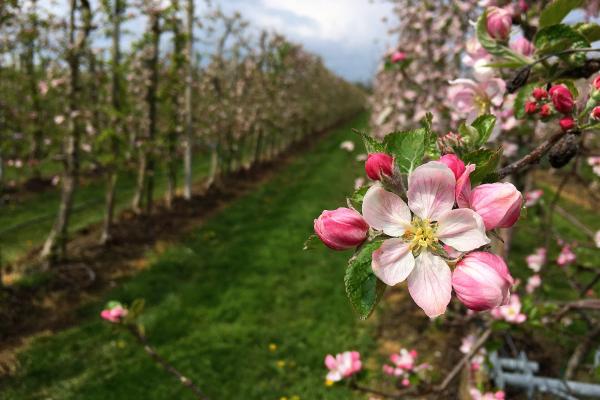 A close-up view of pink and white apple blossoms on a tree branch in the foreground, with rows of similar fruit trees in an orchard extending into the background under a cloudy sky.