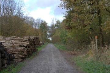 Lingebos