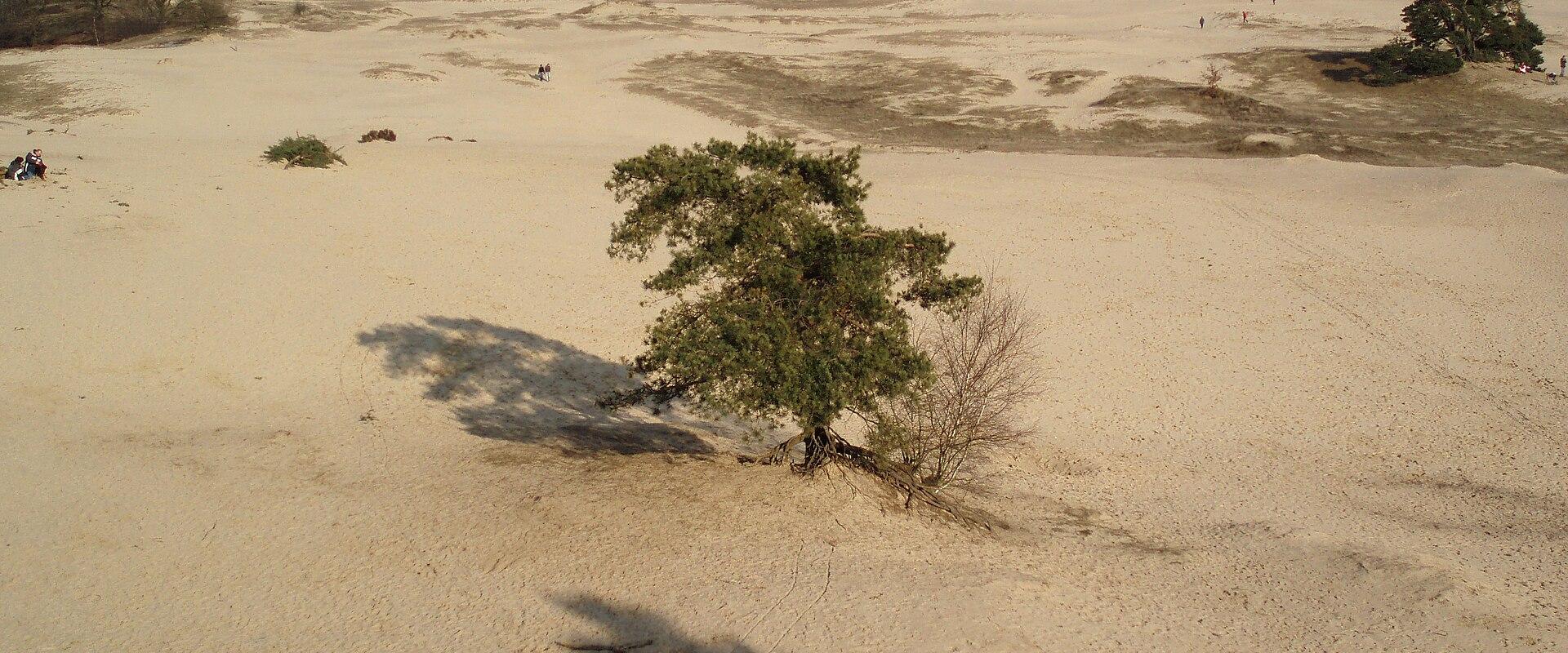 Het Kootwijkerzand