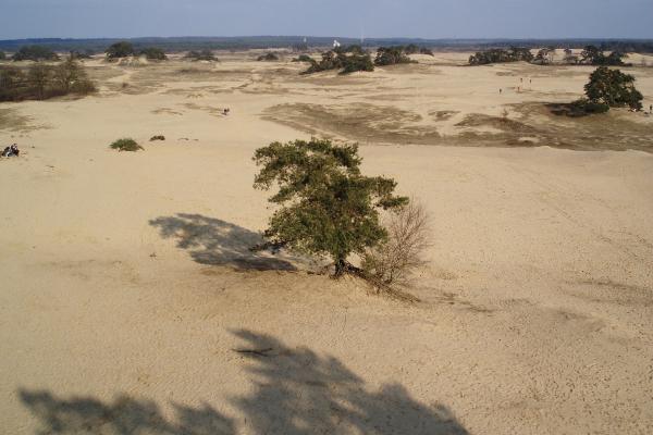 Het Kootwijkerzand