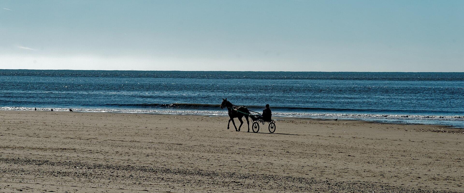 A horse on the North Sea beach of Texel