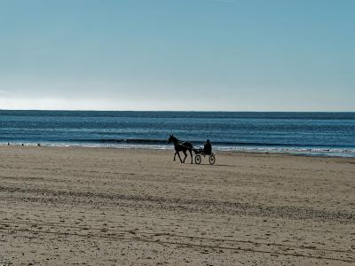 A horse on the North Sea beach of Texel
