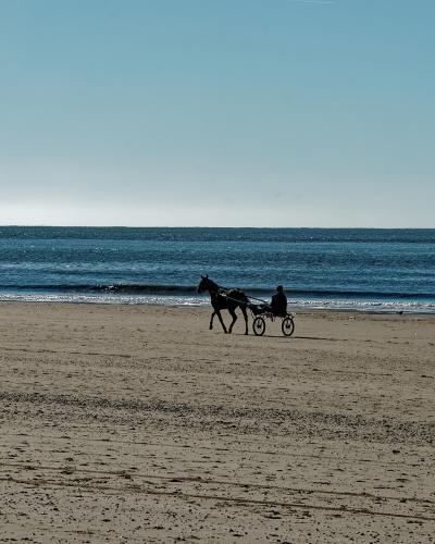 A horse on the North Sea beach of Texel