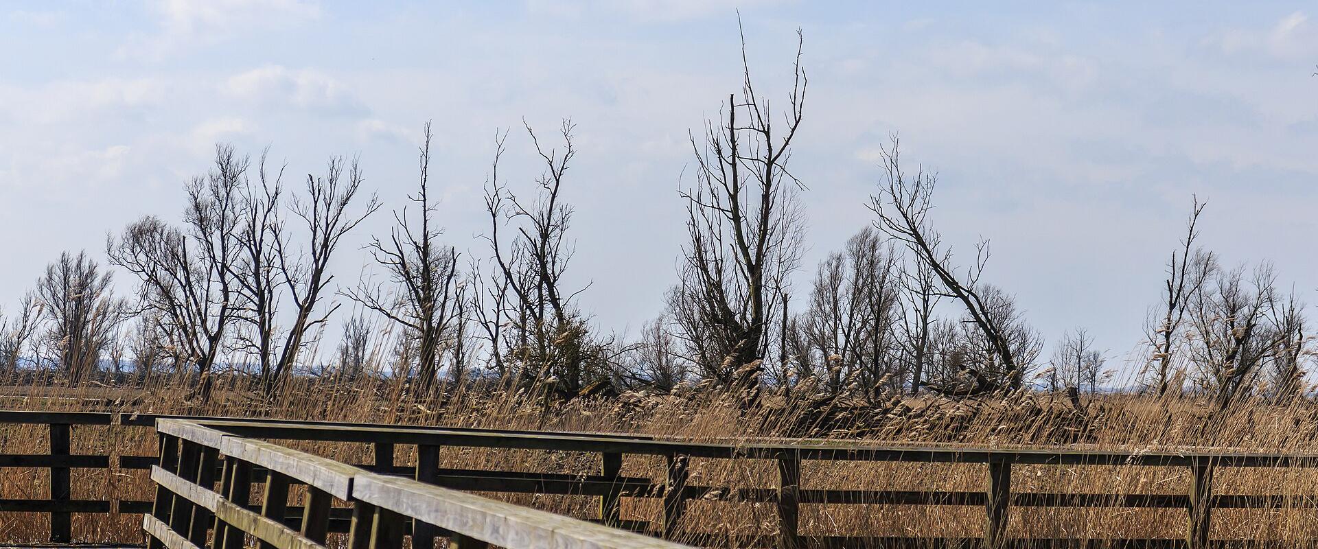 Boardwalk to the white-tailed eagle bird hide in the Lepelaarplassen
