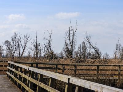 Boardwalk to the white-tailed eagle bird hide in the Lepelaarplassen