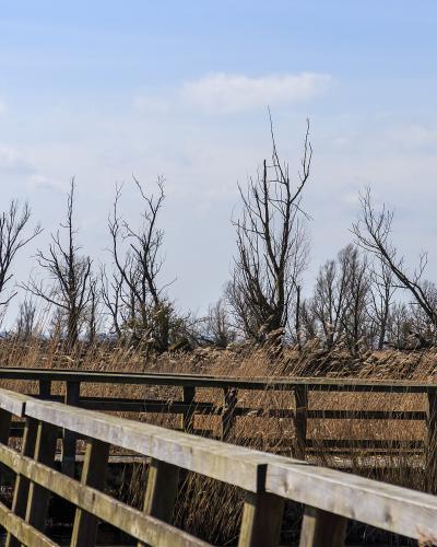 Boardwalk to the white-tailed eagle bird hide in the Lepelaarplassen
