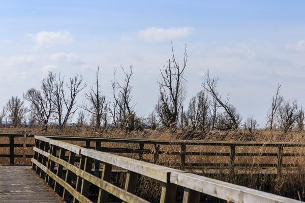 White-tailed Eagle Nesting Sites