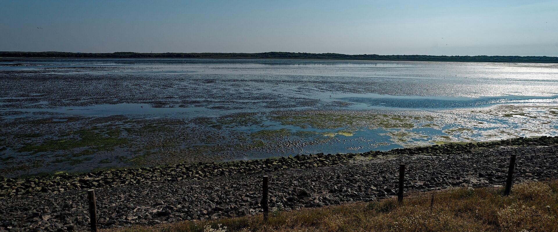 Salt marshes