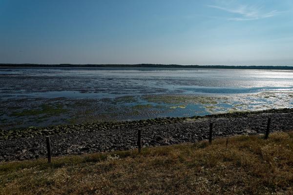 Salt marshes