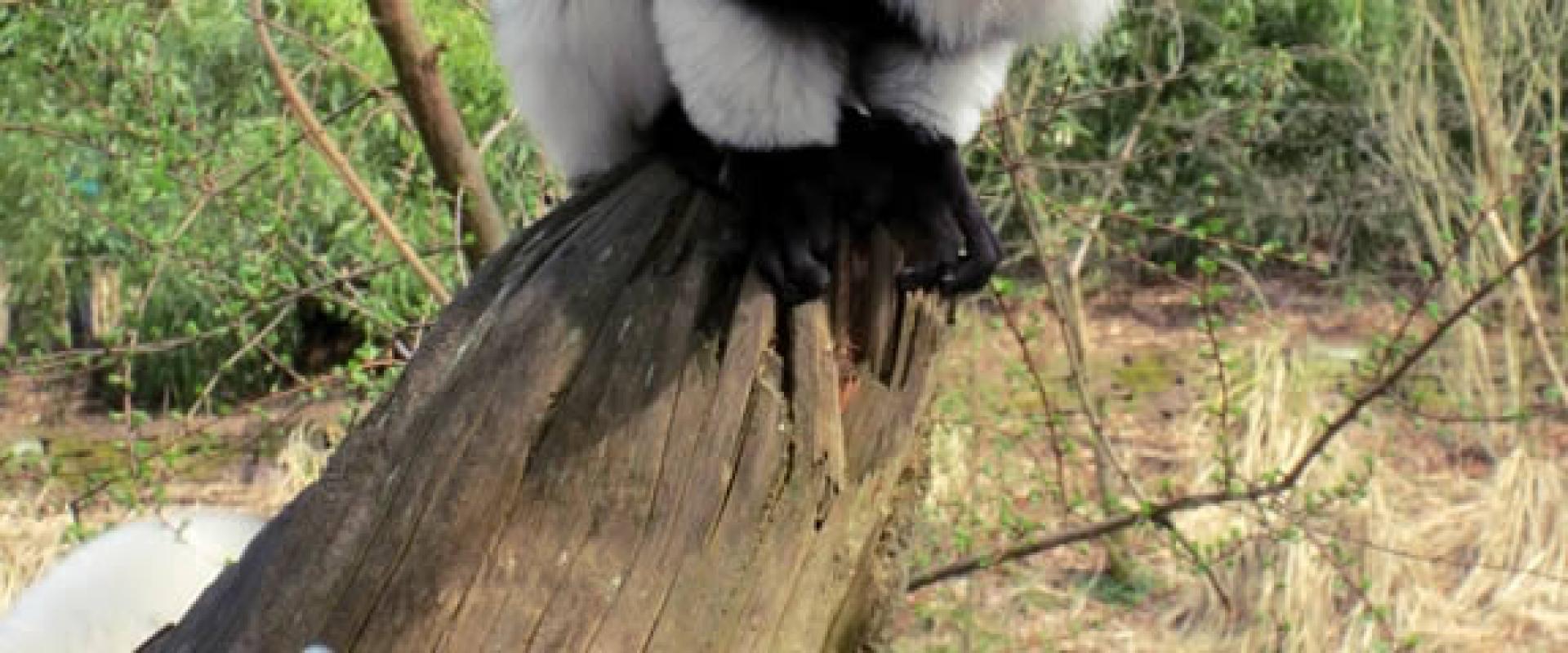Apenheul Primate Park